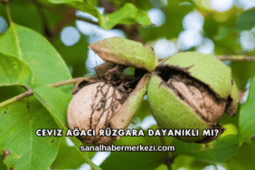 Ceviz Ağacı Rüzgara Dayanıklı mı?