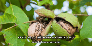 Ceviz Ağacı Rüzgara Dayanıklı mı?