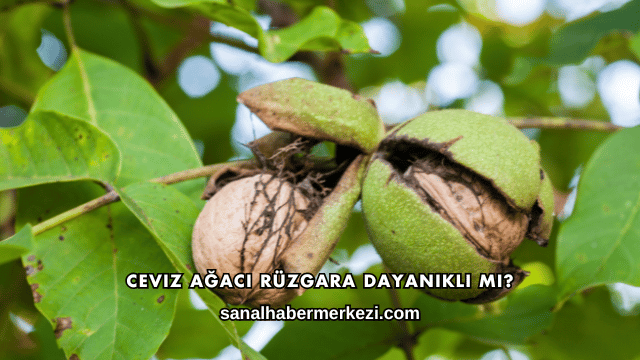 Ceviz Ağacı Rüzgara Dayanıklı mı?