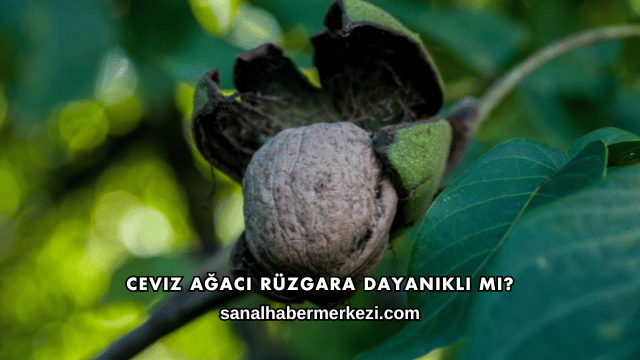 Ceviz Ağacı Rüzgara Dayanıklı mı?
