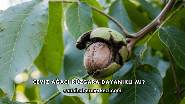 Ceviz Ağacı Rüzgara Dayanıklı mı?