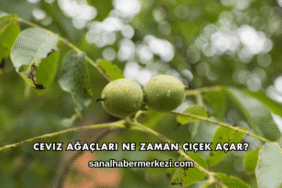 Ceviz Ağaçları Ne Zaman Çiçek Açar?