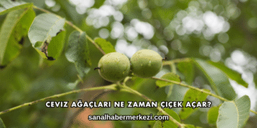 Ceviz Ağaçları Ne Zaman Çiçek Açar?