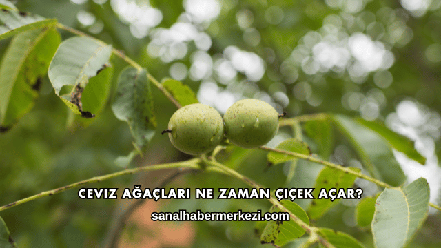 Ceviz Ağaçları Ne Zaman Çiçek Açar?