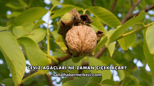 Ceviz Ağaçları Ne Zaman Çiçek Açar?