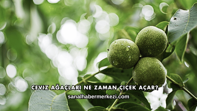 Ceviz Ağaçları Ne Zaman Çiçek Açar?