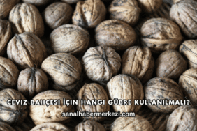 Ceviz Bahçesi İçin Hangi Gübre Kullanılmalı?