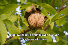 Ceviz Bahçesi Kaç Metrekare Olmalı?