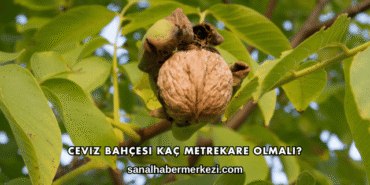 Ceviz Bahçesi Kaç Metrekare Olmalı?