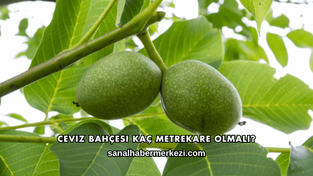 Ceviz Bahçesi Kaç Metrekare Olmalı?