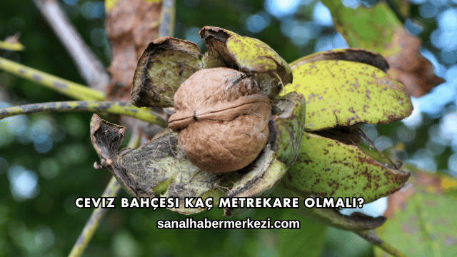 Ceviz Bahçesi Kaç Metrekare Olmalı?