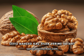 Ceviz Bahçesi Kaç Yılda Verime Yatar?