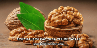 Ceviz Bahçesi Kaç Yılda Verime Yatar?