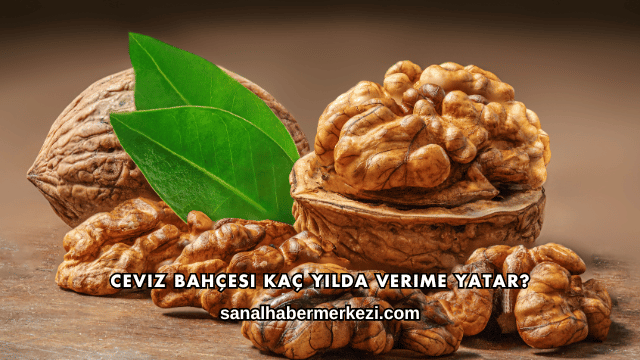 Ceviz Bahçesi Kaç Yılda Verime Yatar?