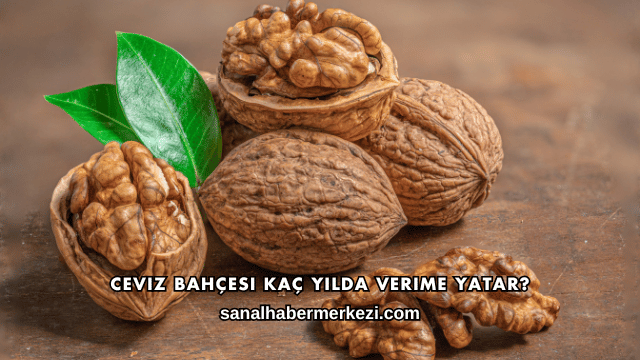 Ceviz Bahçesi Kaç Yılda Verime Yatar?