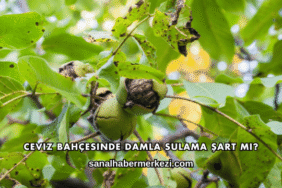 Ceviz Bahçesinde Damla Sulama Şart mı?