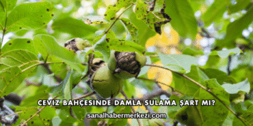 Ceviz Bahçesinde Damla Sulama Şart mı?