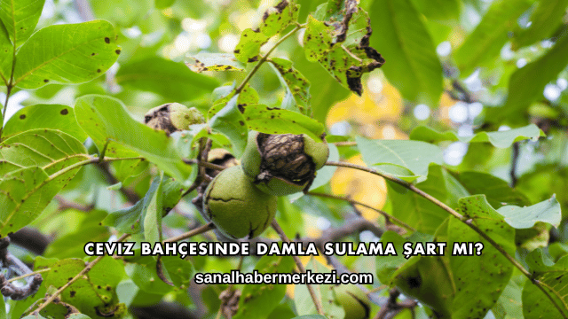 Ceviz Bahçesinde Damla Sulama Şart mı?