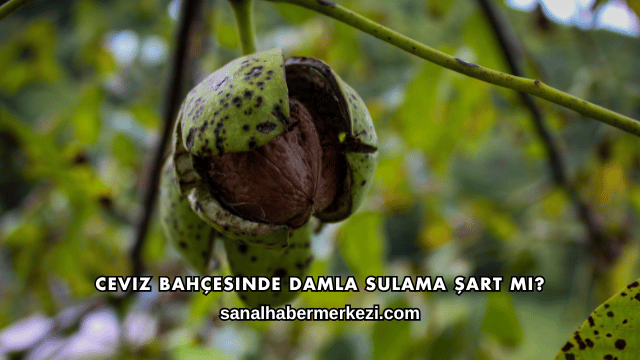 Ceviz Bahçesinde Damla Sulama Şart mı?