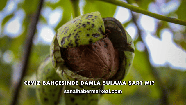 Ceviz Bahçesinde Damla Sulama Şart mı?
