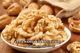 Ceviz Hangi Ayda Filizlenir?