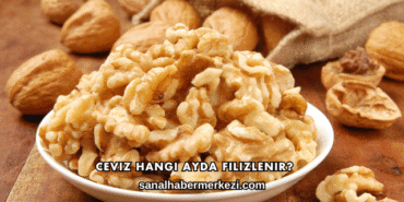 Ceviz Hangi Ayda Filizlenir?