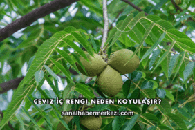 Ceviz İç Rengi Neden Koyulaşır?