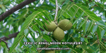 Ceviz İç Rengi Neden Koyulaşır?