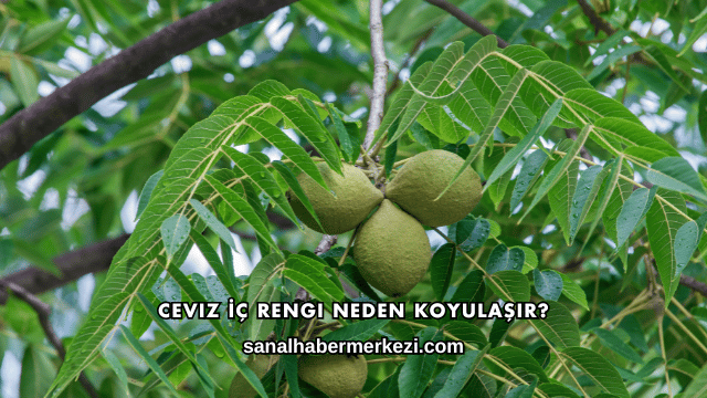 Ceviz İç Rengi Neden Koyulaşır?