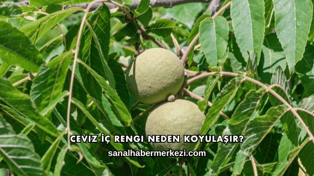 Ceviz İç Rengi Neden Koyulaşır?
