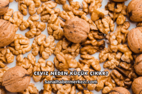 Ceviz Neden Küçük Çıkar?