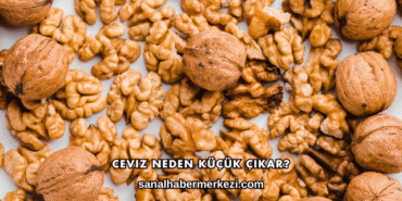 Ceviz Neden Küçük Çıkar?