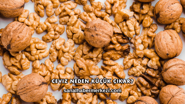 Ceviz Neden Küçük Çıkar?