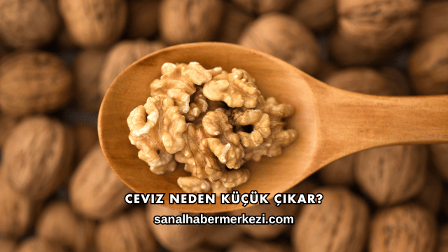 Ceviz Neden Küçük Çıkar?