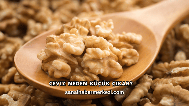 Ceviz Neden Küçük Çıkar?