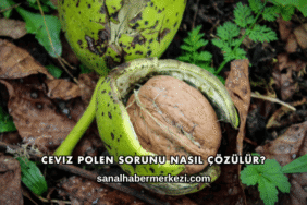 Ceviz Polen Sorunu Nasıl Çözülür?