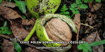 Ceviz Polen Sorunu Nasıl Çözülür?