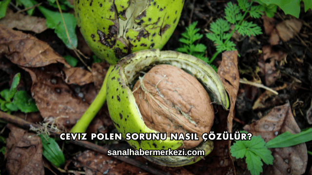 Ceviz Polen Sorunu Nasıl Çözülür?
