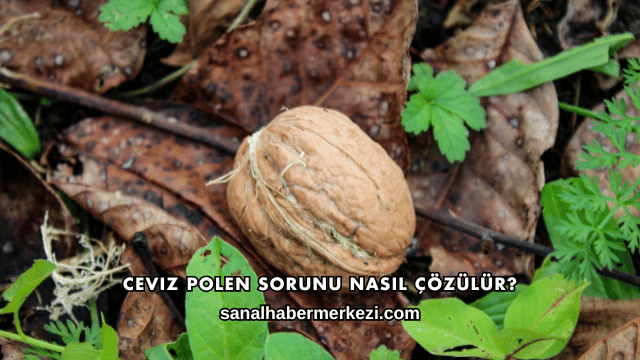 Ceviz Polen Sorunu Nasıl Çözülür?