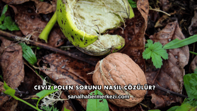 Ceviz Polen Sorunu Nasıl Çözülür?
