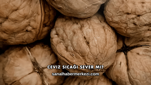 Ceviz Sıcağı Sever mi?
