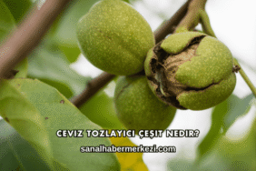 Ceviz Tozlayıcı Çeşit Nedir?