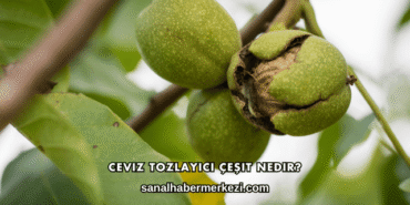 Ceviz Tozlayıcı Çeşit Nedir?