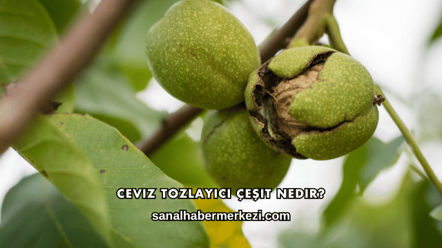 Ceviz Tozlayıcı Çeşit Nedir?
