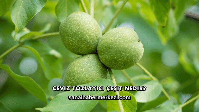 Ceviz Tozlayıcı Çeşit Nedir?