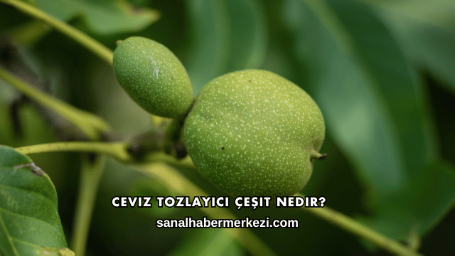 Ceviz Tozlayıcı Çeşit Nedir?