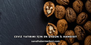 Ceviz Yatırımı İçin En Uygun İl Hangisi?