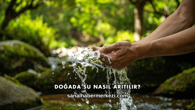 Doğada Su Nasıl Arıtılır